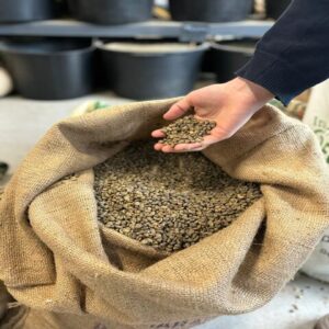 Guatemala Premium Green Unroasted Raw Specialty Coffee Beans Farm Direct Sale,